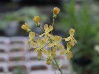 原種の黄花ペラルゴニウム