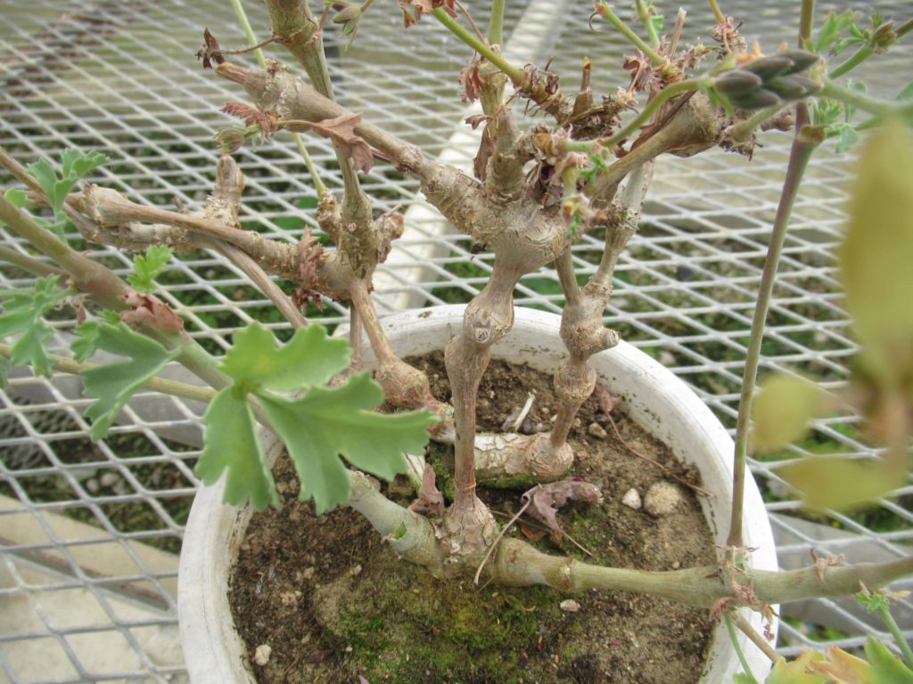 ペラルゴニウム ギボスム(Pelargonium gibbosum) 珍しい黄花。茎が 