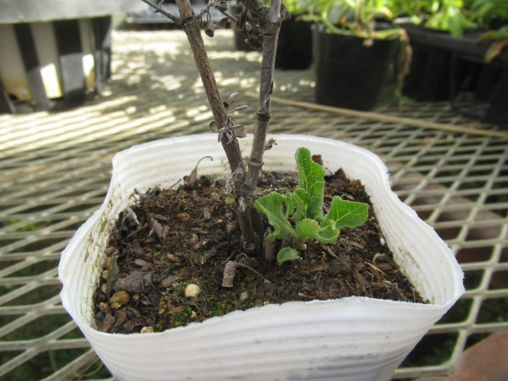 Salvia lanceolata overwinterring