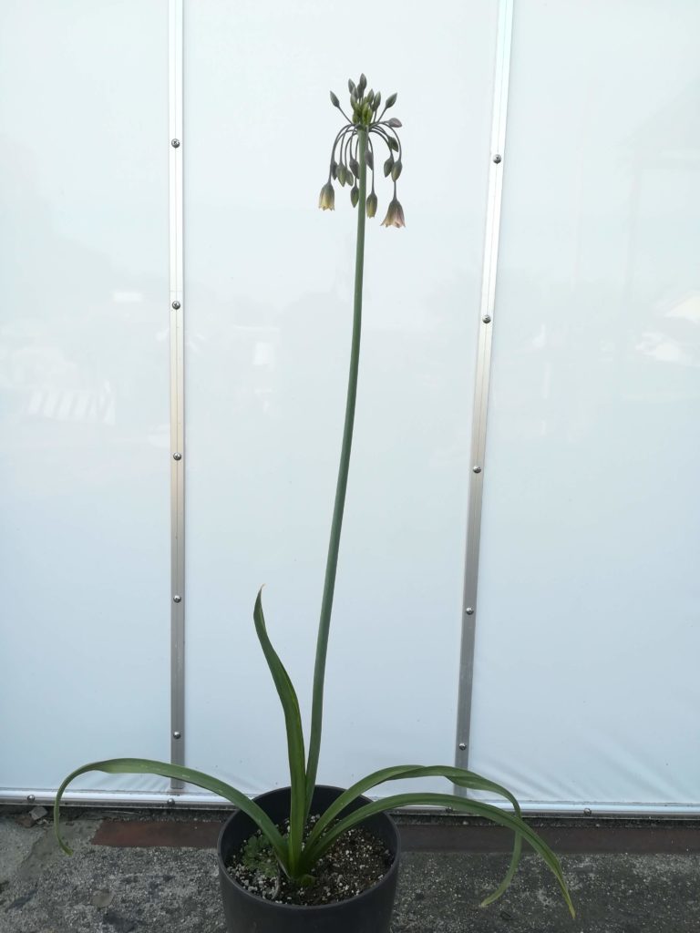 アリウム シクラムの花茎の長さ