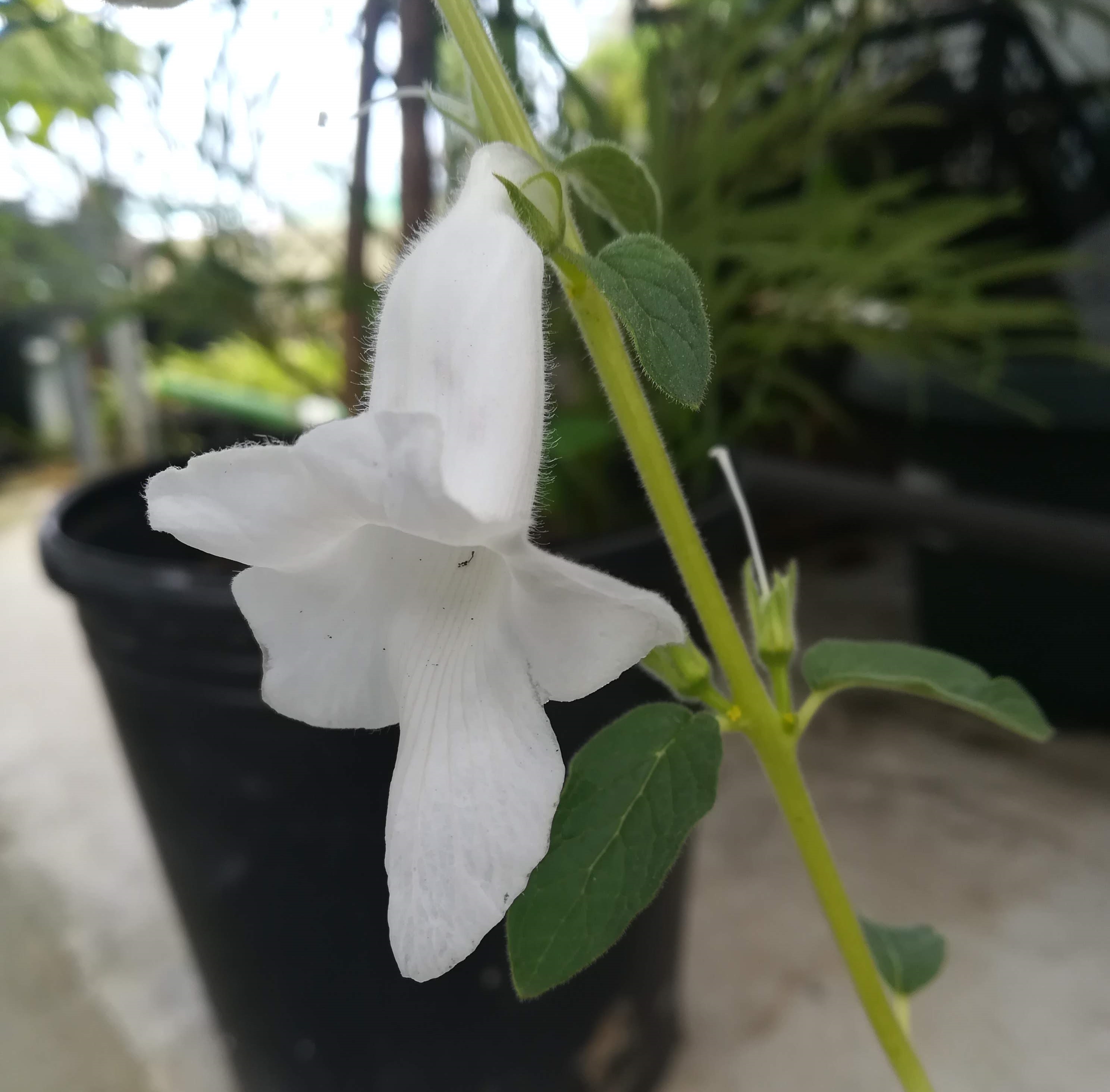 白花のケラトテカ　トリロバ