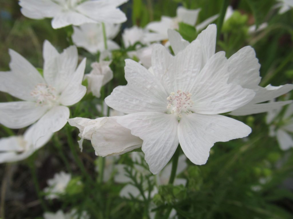 マルバ ホワイトパーフェクションの花