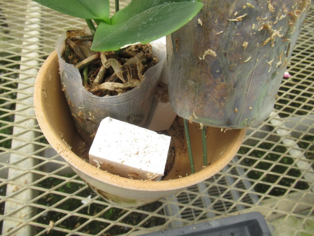 胡蝶蘭と発泡スチロール