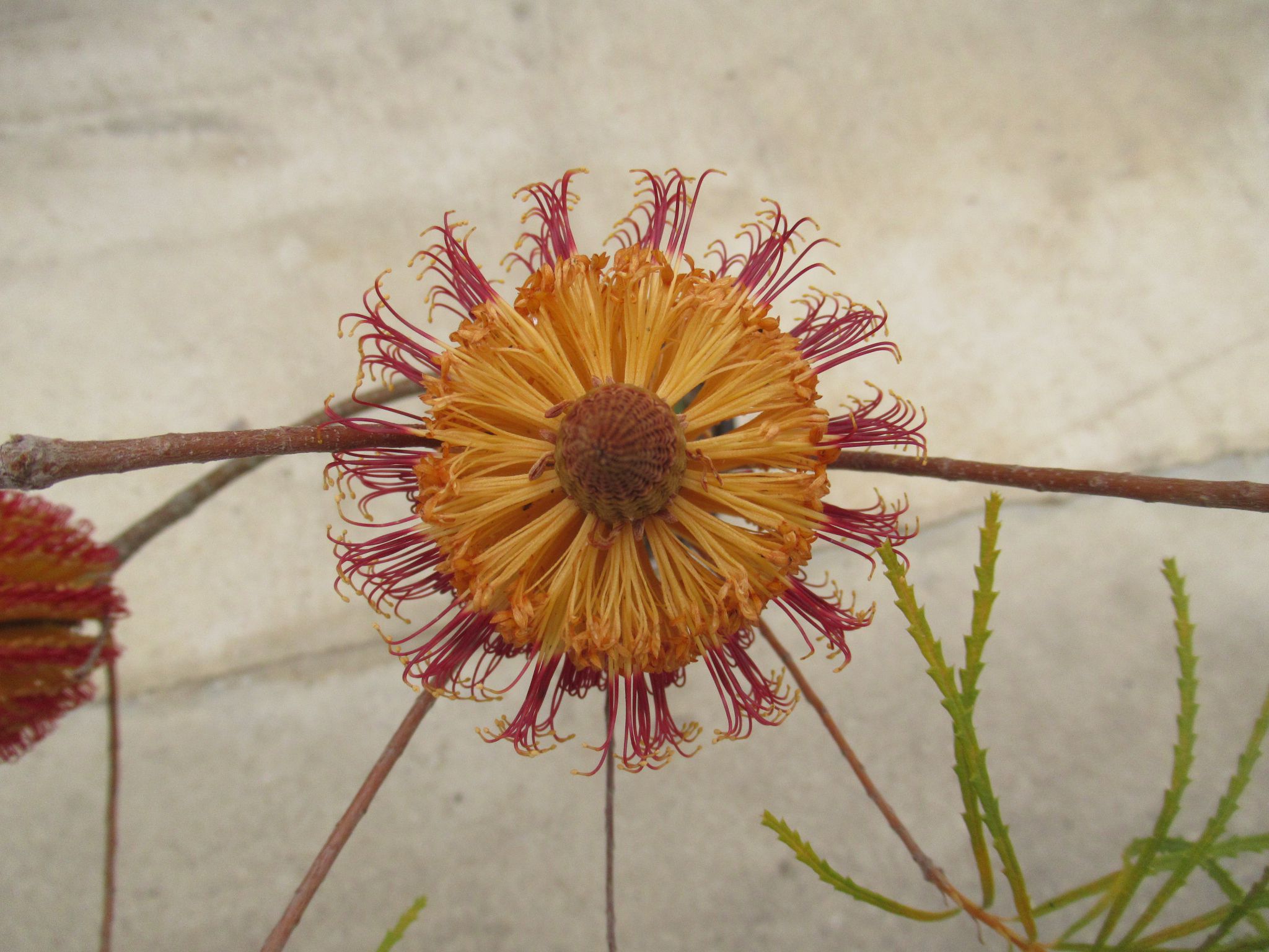 バンクシア スピヌロサの花を上から見ると