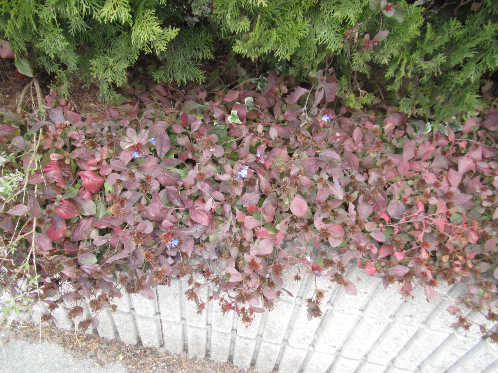 ルリマツリモドキの葉の色が赤く変わった様子