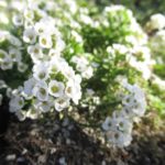 スイートアリッサムの白花