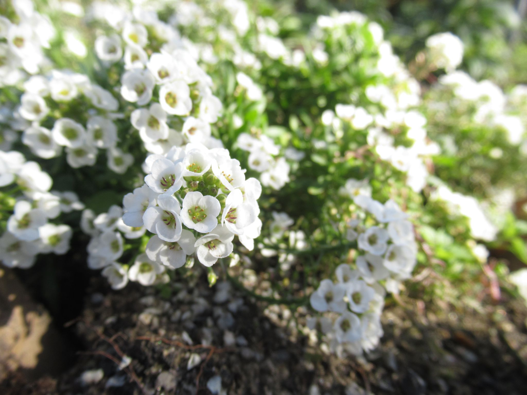 スイートアリッサムの白花