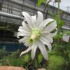 ミショウキシア カンパヌロイデス の花