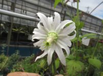 ミショウキシア カンパヌロイデス の花