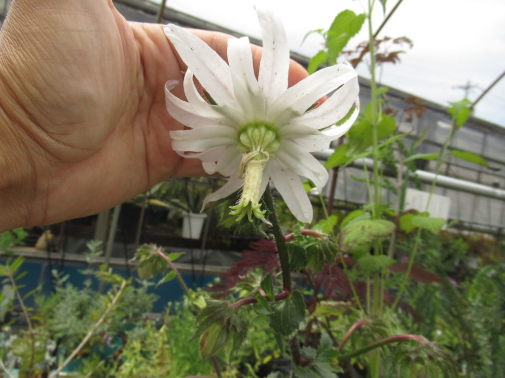 白くて大きい花