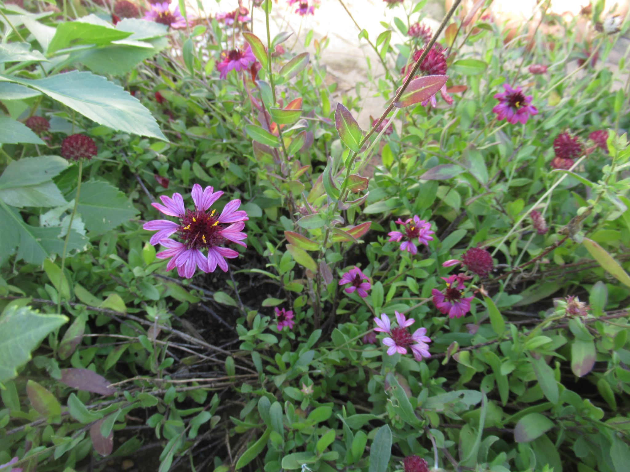 ガイラルディア グレープセンセーション の育て方 紫色の花も花が散った後の丸い状態もおすすめです ショウタロウブログ