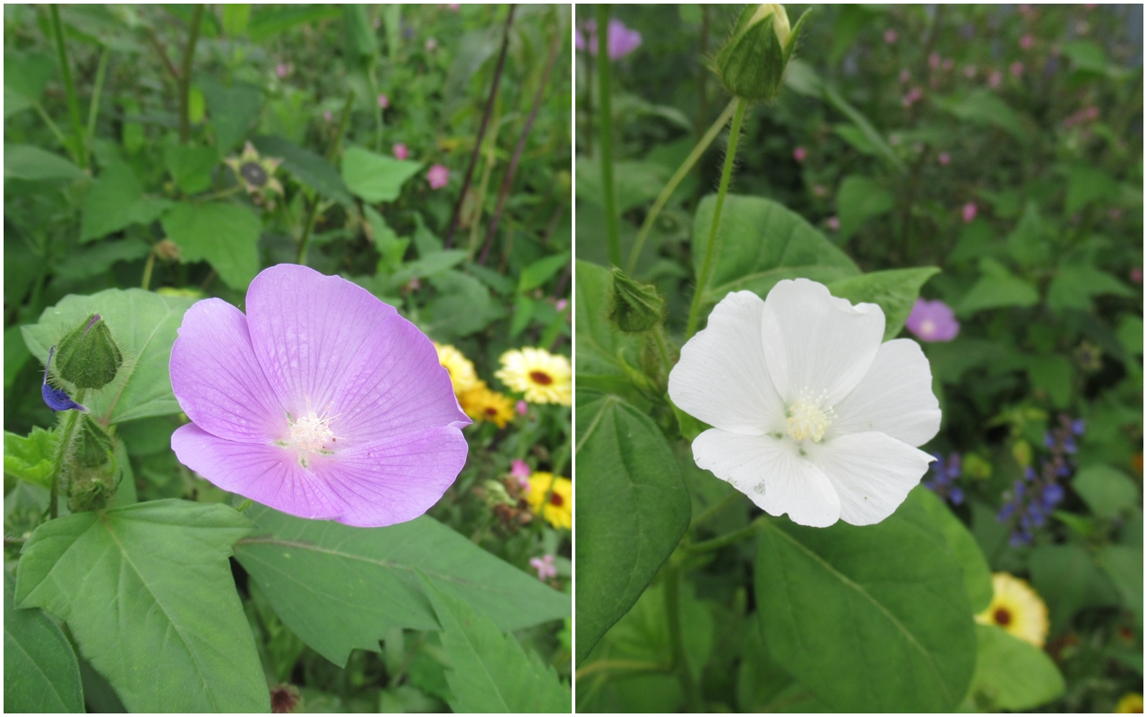 アノダの育て方 ピンク花のキャンディーカップと白花のシルバーカップの2種があります