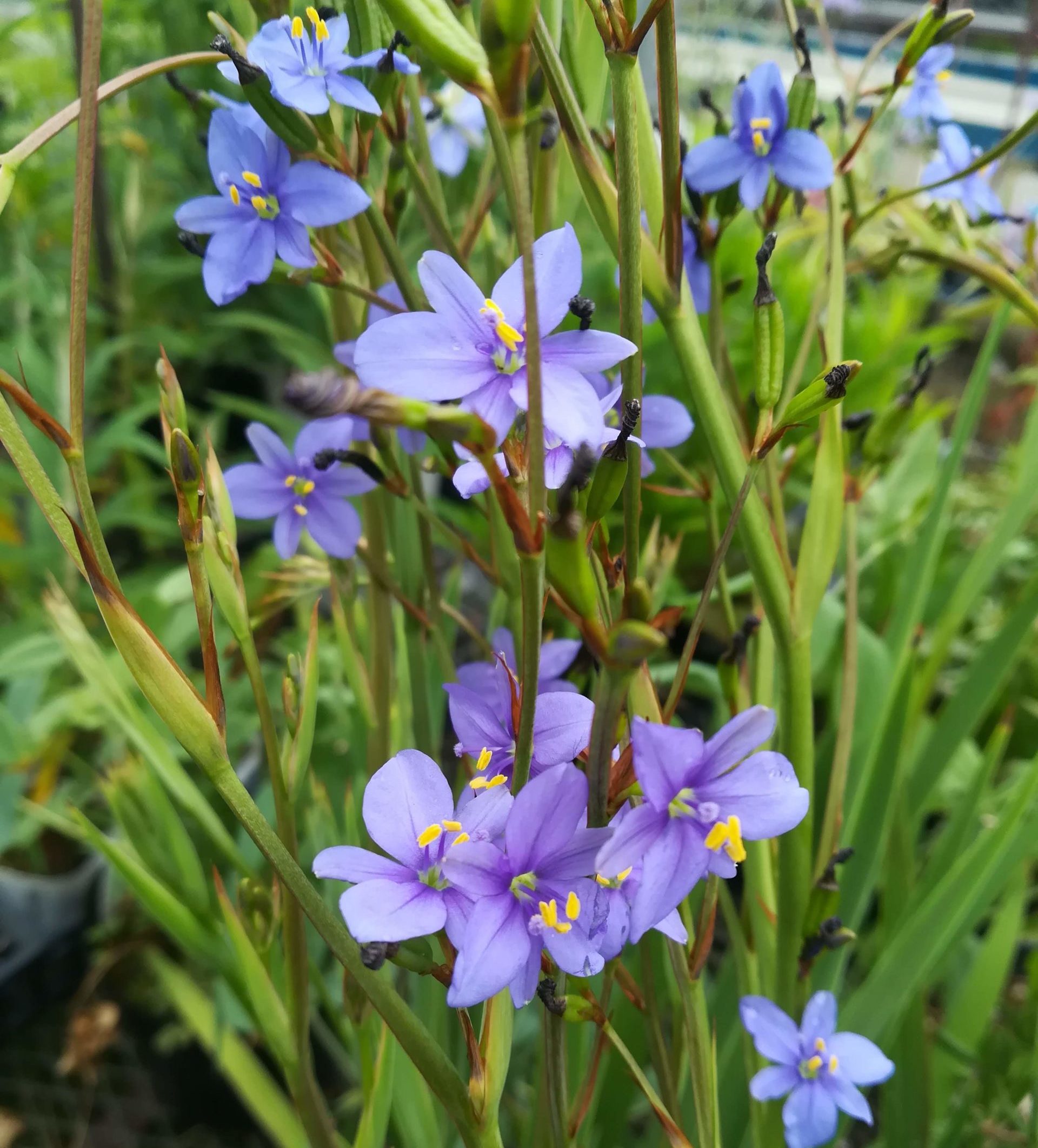 アリステア エクロニー ソライロキキョウアヤメ の育て方 濃いめの青い花です 管理は楽でおすすめです