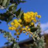 パールアカシアの花