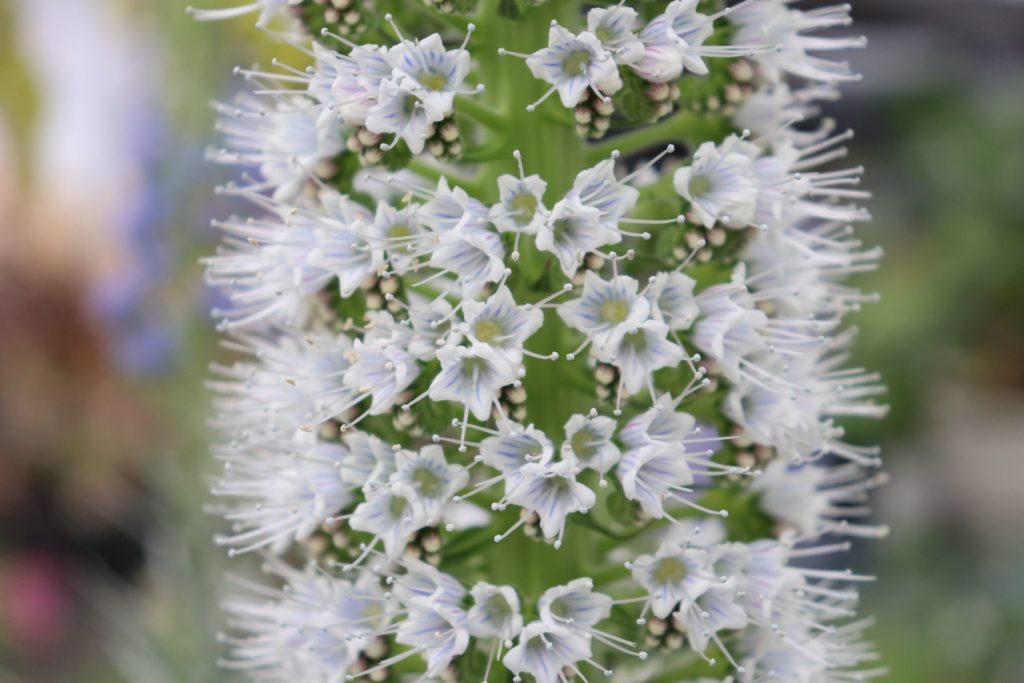 白い花のエキウム