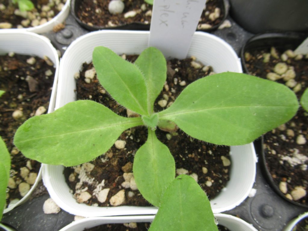 echium simplex seeding