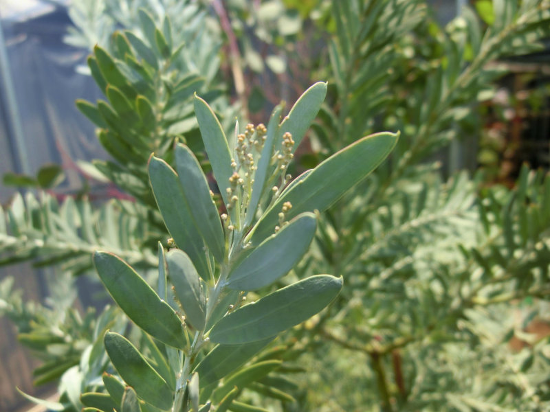 ブルーブッシュ アカシア コベニーの育て方 シルバーブルーの細長い葉がオシャレです