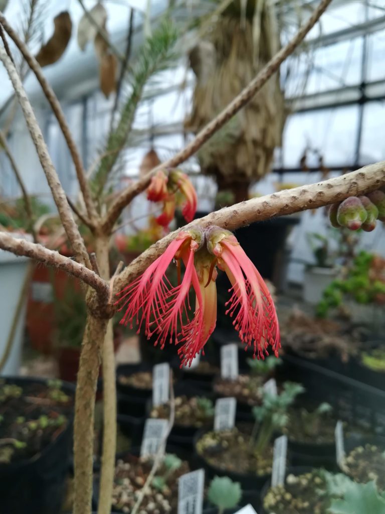 calothamus quadrifidus blooming