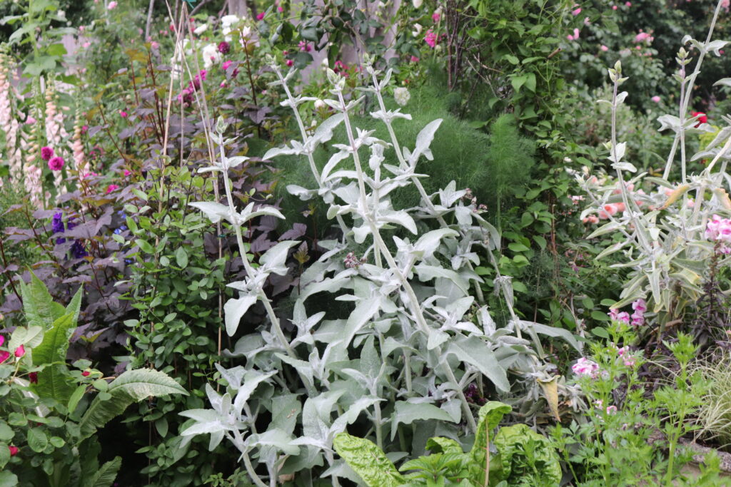 5月の黒田邸のランスロットセージ