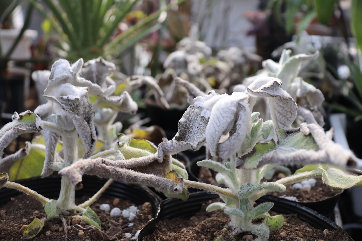 凍傷から復活する植物