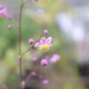 タリクトラム ロケブルニアヌムの花