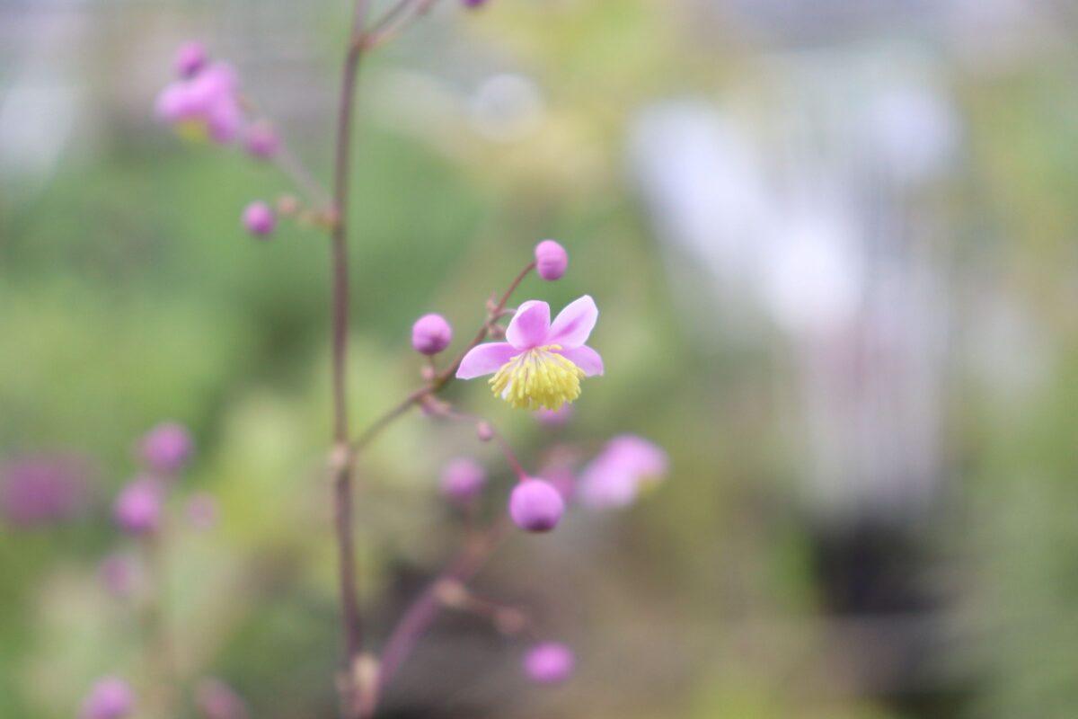 タリクトラム ロケブルニアヌムの花