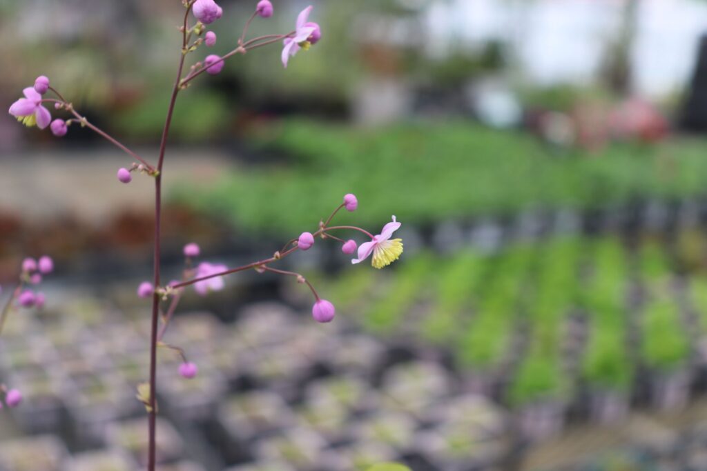 タリクトラム・ロケブルニアヌムの花