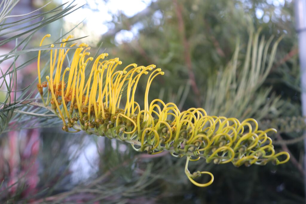 grevillea 'Golden Lyre' - グレビレア ゴーデンレイヤーの花