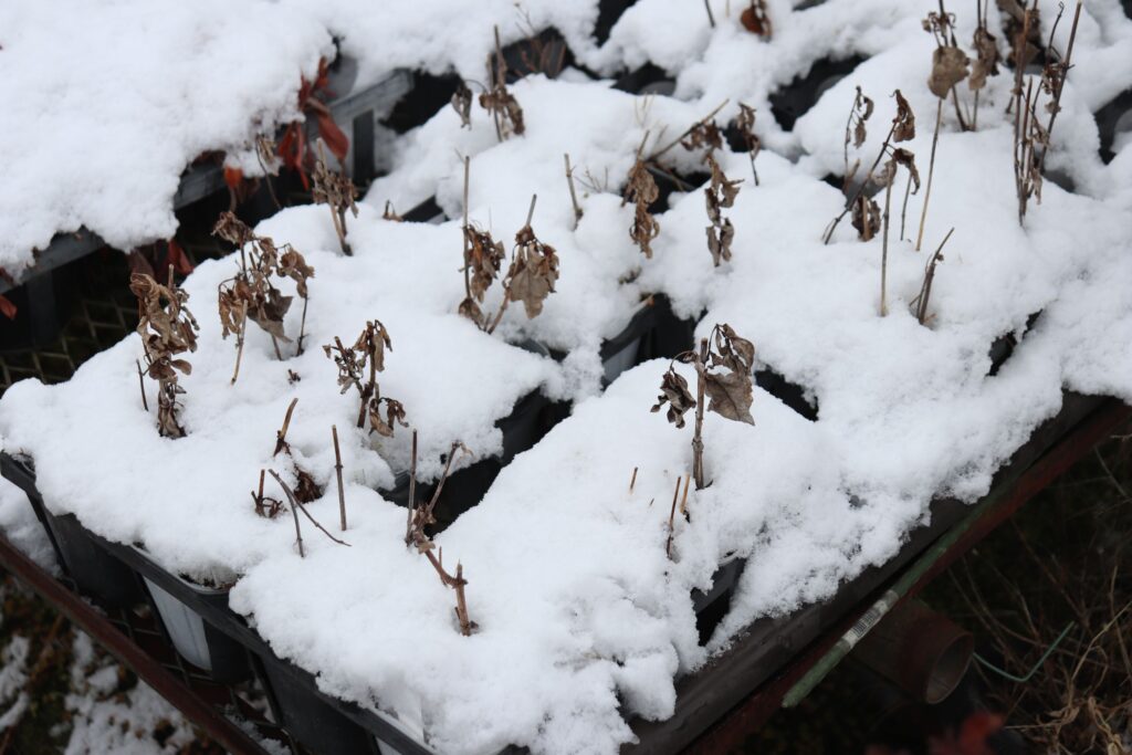 ヘリアンサス ブリーディングハーツが雪に埋まってます