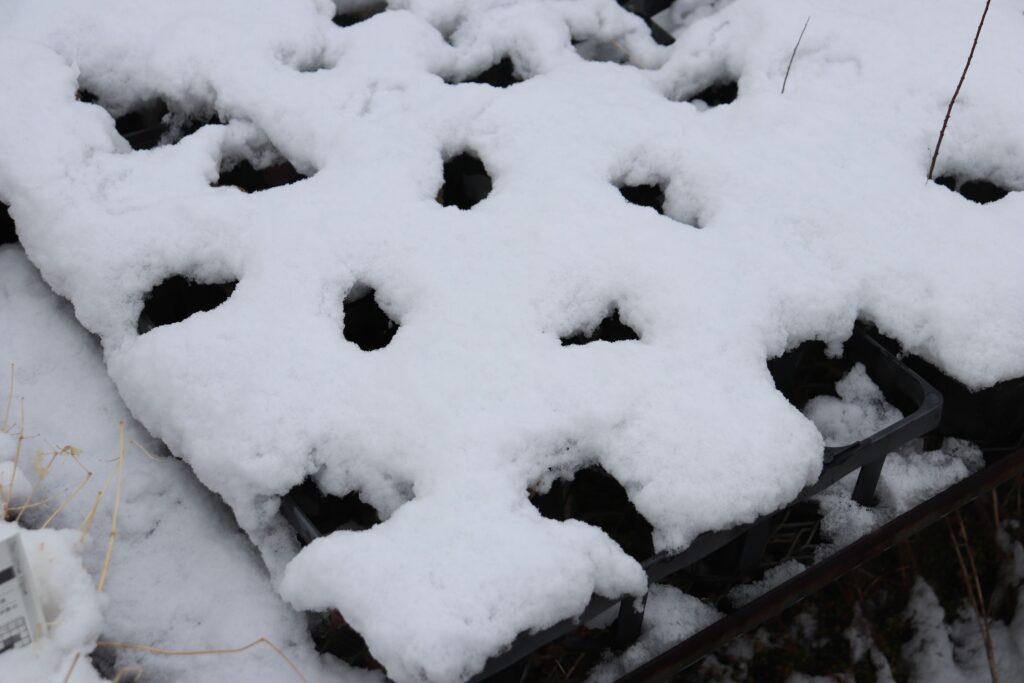 雪に埋もれたヘレニウム。寒さに強いので問題なし。