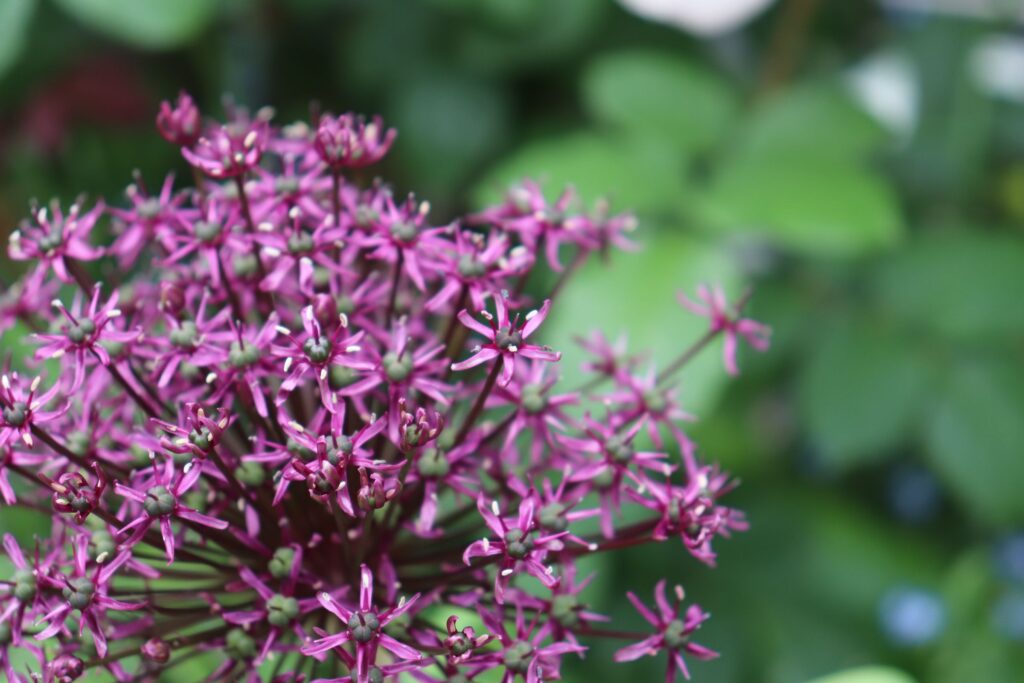 アリウム・ニグラ（allium nigrum var. purpureum）の花