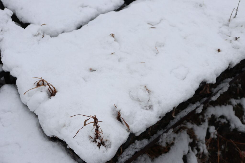 雪に埋もれたポット苗。