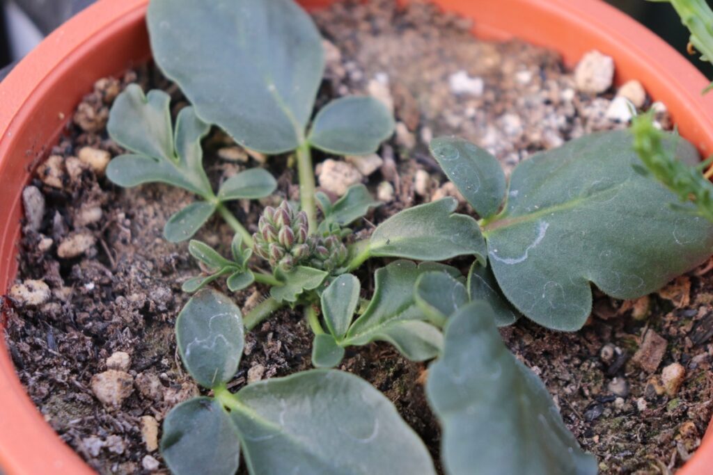 耳型の葉の基部。アウリツム（auritum）と呼ばれる植物の葉の形。