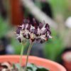 pelargonium auritum flower