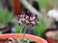 pelargonium auritum flower