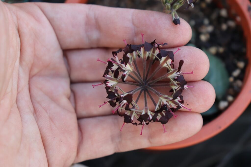 黒い花のペラルゴニウム