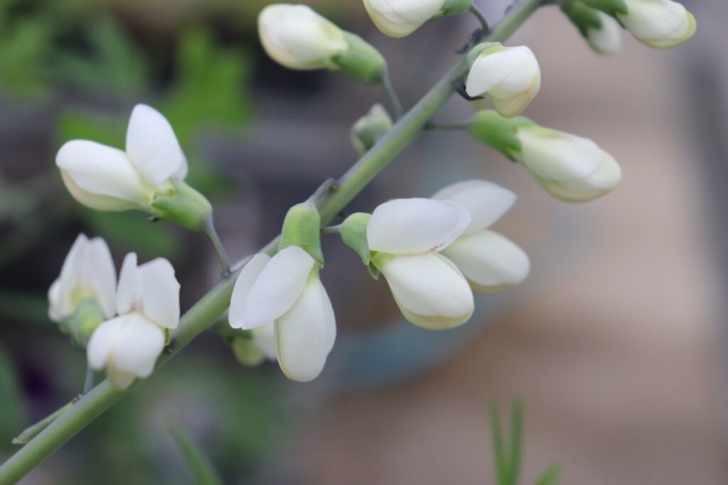 春に咲く白花のバプティシア