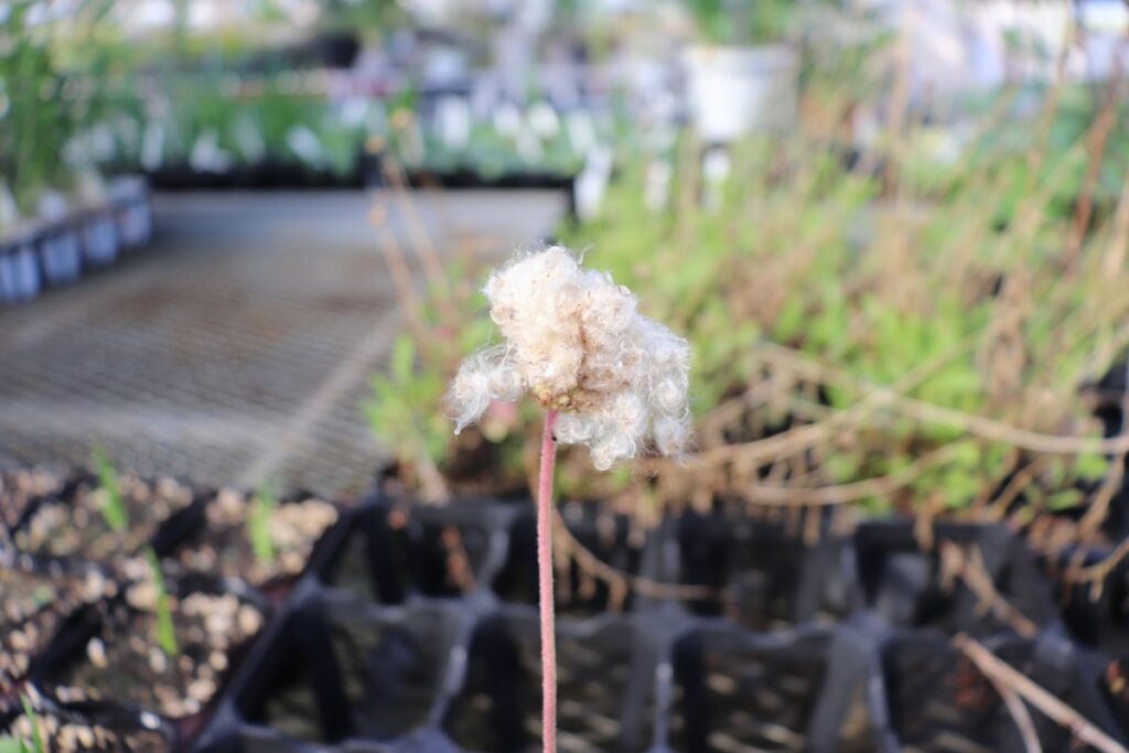 anemone multifida var. magellanica seed