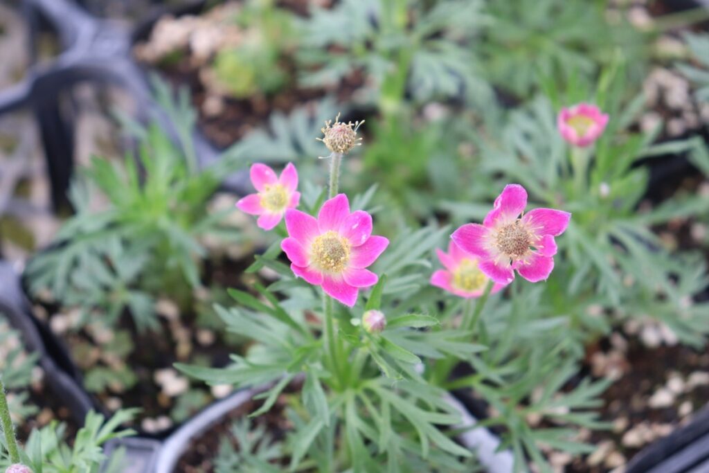 anemone multifida rubra 