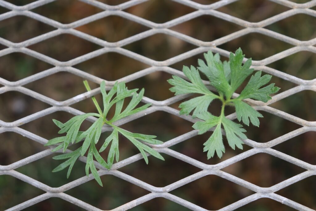 アネモネ ムルティフィダの葉の違い　the difference of leaf of anemone multifida