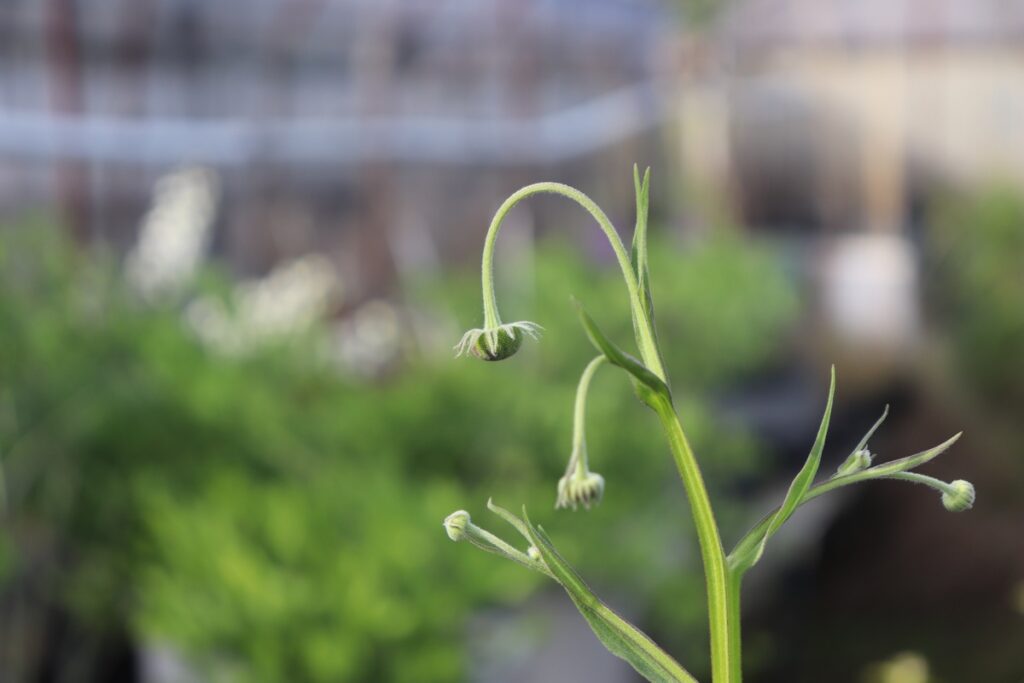 開花する前につぼみが下を向く植物