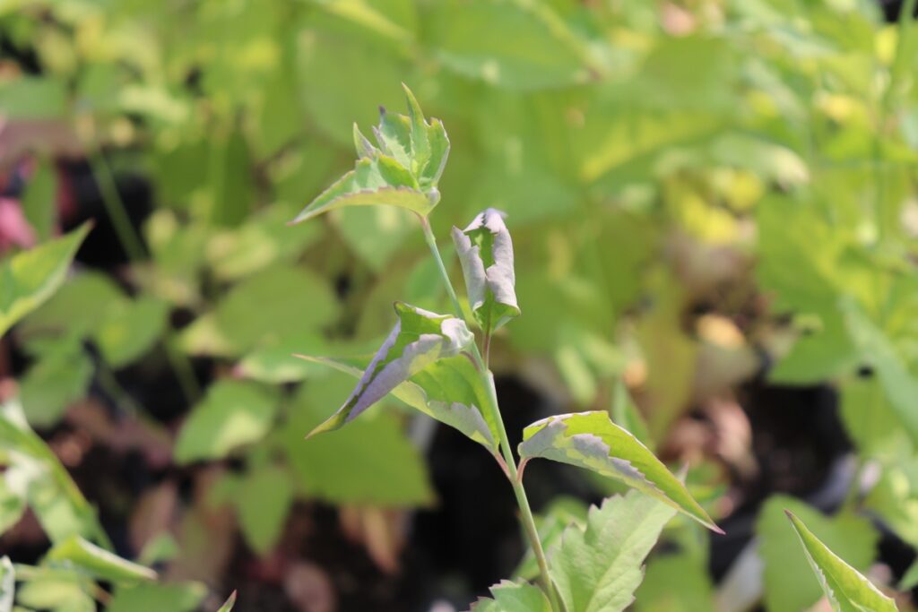 水切れで葉が丸まる植物