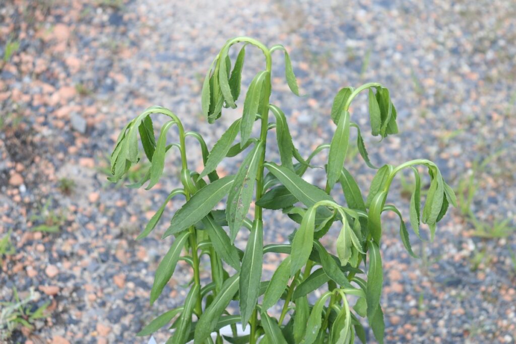 この程度の水切れでは傷まないダンゴギク。