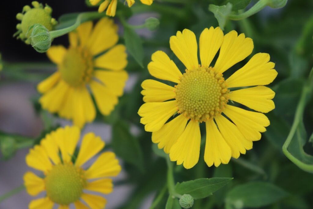 ヘレニウム・オータムナレの花。秋に咲く花