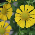 ヘレニウム・オータムナレの花。秋に咲く花