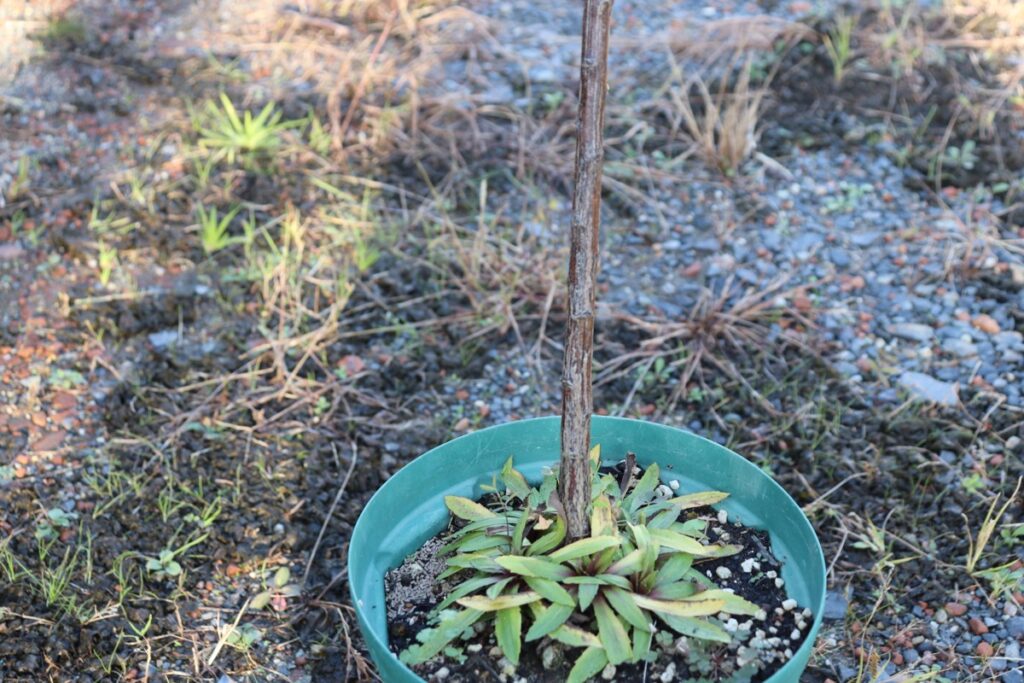 木のように硬い茎のヘレニウム