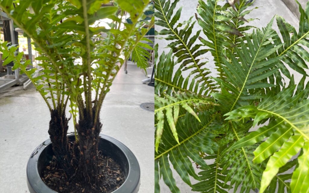 ブレクナム 'シルバーレディー' - Blechnum gibbum "Silver lady"