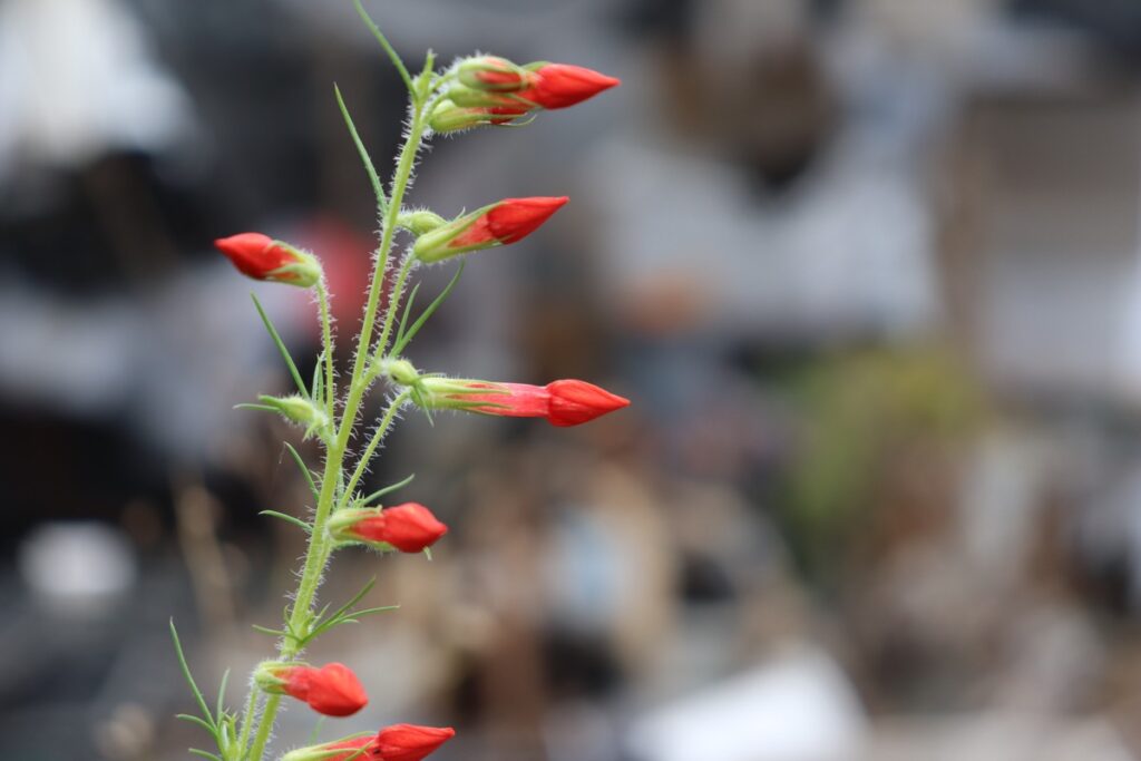 Ipomopsis rubra bud