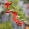 イポモプシス ルブラの花