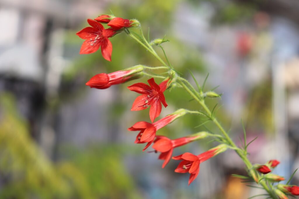 イポモプシス ルブラの花